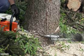 Trusted Mercedes, TX Tree Care Experts