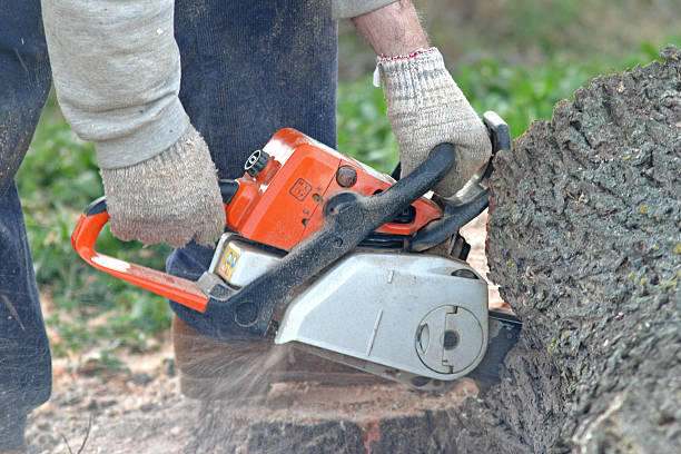 Best Tree Preservation Services  in Mercedes, TX