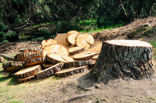 How Our Tree Care Process Works  in  Mercedes, TX